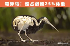 动物冷知识：你可能没有听过的8种动物疯狂的出生方式图片