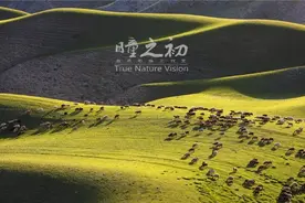 阿勒泰的“河狸公主”，和500多位“影子使者”图片