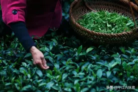 平 江 烟 茶图片
