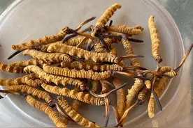 名贵中药材冬虫夏草大揭密：鉴别头号冒牌货——亚香棒虫草？图片