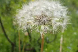 风中的蒲公英...图片