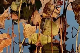 （实拍）听说今年水上公园菊花展水准下降了？真的假的图片