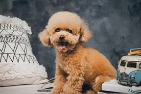 养泰迪犬的明星有哪些？这些女明星，她们都喜欢养泰迪犬图片