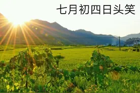 天气预报：“七月初四日头笑，陈谷烂米没人要”，是什么预兆？图片