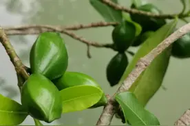 海芒果全株有毒，果实有剧毒，切勿采摘食用。图片