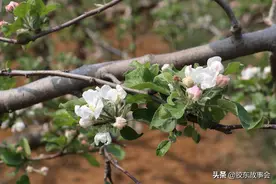 烟台农村：苹果树花期遇到低温天气，果农忙着人工授粉图片