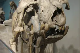 恐颌猪：横行北美洲1000万年史前巨“猪”图片