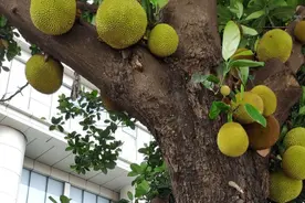 南宁街边木菠萝树挂果累累，路人能摘来吃吗？图片