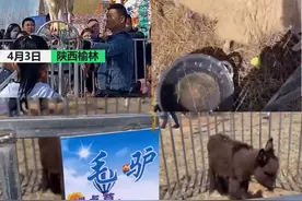 陕西，用鸡鸭鹅开了个动物园，结果生意火爆图片