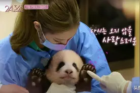 金子涵吻海豚后韩国女团又带妆摸熊猫幼崽 综艺频频犯错该打谁的板子？图片