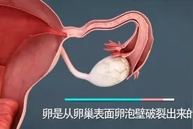 月经的形成与内部状况，3D动画演示视频封面