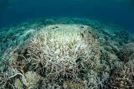 藏文科普 | 极端天气下，海洋生物又该何去何从？图片