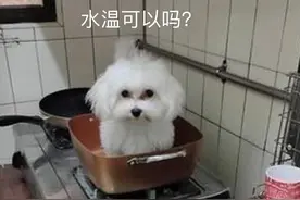 搓澡工笔记｜如何在家给狗狗洗澡？图片
