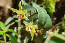 100年前西方“植物猎人”疯狂掠夺的高山仙草还能护肤？图片