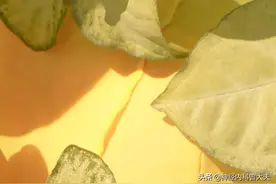 比一比阿司匹林和氯吡格雷，谁的消化道出血或脑出血风险比较高？图片