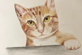 第9猫：给我罐罐｜彩铅画｜想要细细画个毛图片