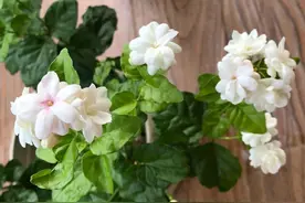适合扦插的“4种花”，沾土就活，想练手可以养，轻松繁殖一大片图片