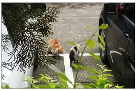 黑白猫闯入橘猫地盘，天天欺负橘猫，幸好橘猫有网友的眷顾图片
