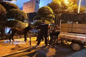 真马路！南宁宾阳5匹马驹脱缰进城，路上狂奔吓坏民警图片