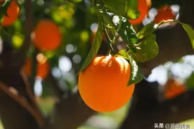 橙子的营养价值及功效，吃橙子有什么好处？图片