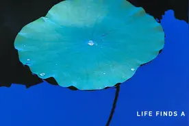 杜甫：永远少年，永远热泪盈眶图片