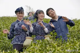 走进最美茶园：悠然南山催新芽，江南溧阳白茶香图片