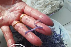 煮好的米粉，放两天竟变成了紫色！用手一摸还掉色图片