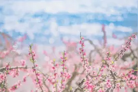 不负春光~四川2020年春季赏花地图来啦！图片