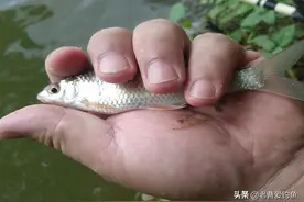 难怪鱼越来越难钓，看看钓友都用哪些东西做饵料，都把鱼惯坏了图片
