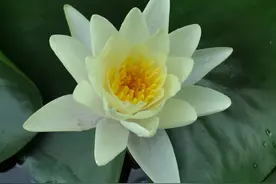 荷花、红莲与白莲，有人和我一样分不清吗？图片