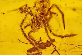 盘点人类迄今为止，发现的最“奇异”的10块生物化石图片