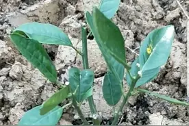 柑橘幼树4月管理要点，新种植的别输在起跑线上！图片