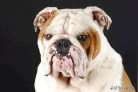 萌宠——英国斗牛犬图片