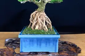 诸多雀舌黄杨盆景，总有一盆是你心头好图片