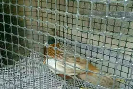 养殖鸡鸭，给大家推荐一种新型的围栏，即耐用价格也便宜图片