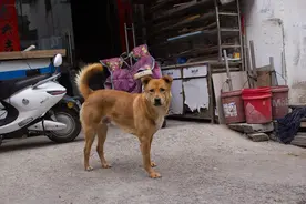 人得了狂犬病，病死率近100%！潜伏期有多长？打疫苗就没事了吗？图片
