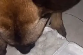 广西一警犬搜山后饿极了，吃白米饭都狼吞虎咽，主人：无言的战友图片