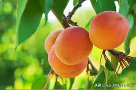 夏至后天气热，4样水果要少给孩子吃，含糖量高，多吃易上火图片