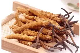 传统虫草绽放现代科技之花图片