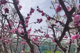 记住我说的话，有可能可以救你一命图片