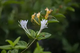 本草小课堂 | 清热解毒良药——金银花图片