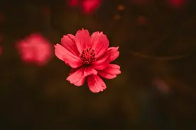 从来不会惯着任何人，这几个星座，也是有脾气的图片