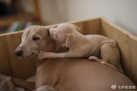 狗狗从怀孕到生产需要多长时间？图片