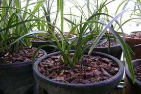 养兰花，用4种材料做植料，透水透水，养分充足，兰株长得旺图片