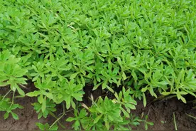 乡下一种野草叫“救心菜”，价值古老而珍贵，植物志名“金不换”图片