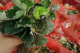 透彻解析草莓育苗问题，育苗怎么做，苗床怎么管、定植怎么做？图片