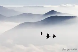 如果我是一只鸟图片