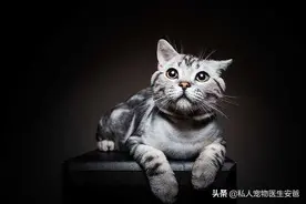安爸告诉您猫咪是万能血型吗？图片