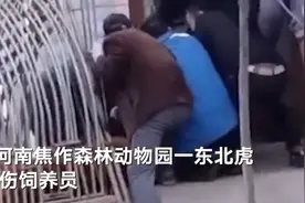 焦作一动物园东北虎咬伤饲养员 伤者儿子：疑治疗老虎时麻药量不足导致图片
