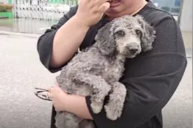 江苏：主人拆迁，泰迪被老人装袋子要打死，救狗小姐姐：愿被善待图片